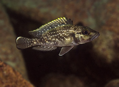 Lamprologus lemairii 'Mtosi'